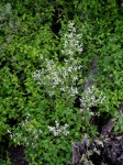 Aerva leucura