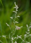 Aerva leucura