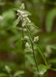 Aerva leucura