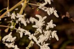 Aerva leucura