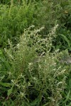 Aerva leucura