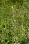 Aerva leucura