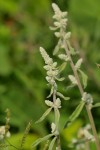 Aerva leucura