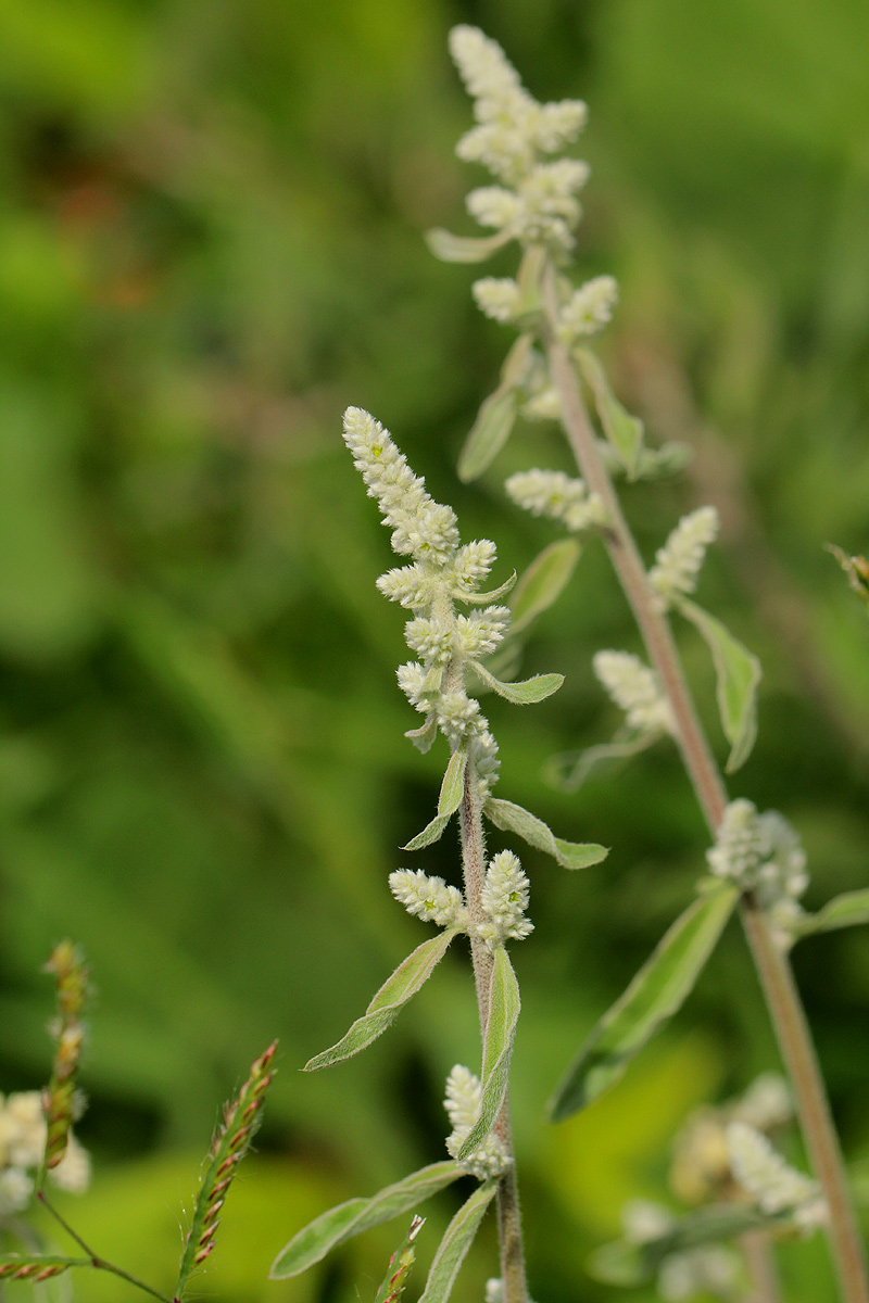 Aerva leucura