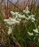 Aerva leucura