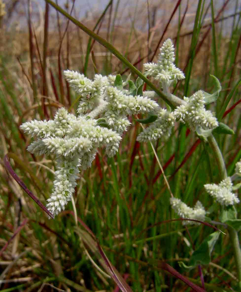 Aerva leucura