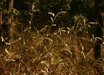 Aerva leucura