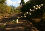 Aerva leucura