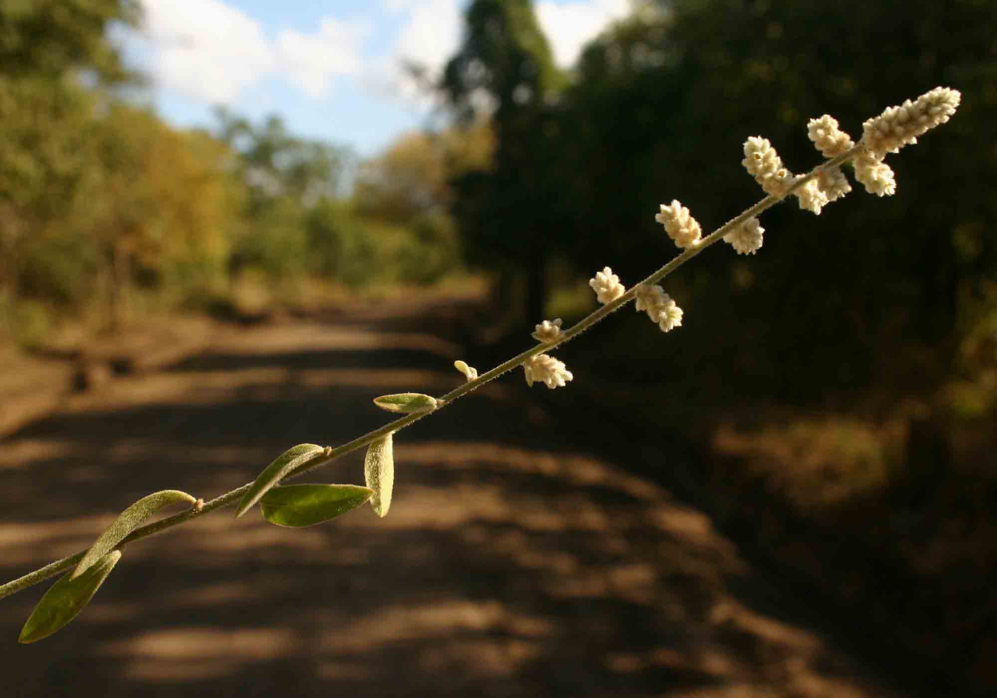 Aerva leucura