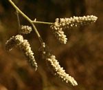 Aerva leucura
