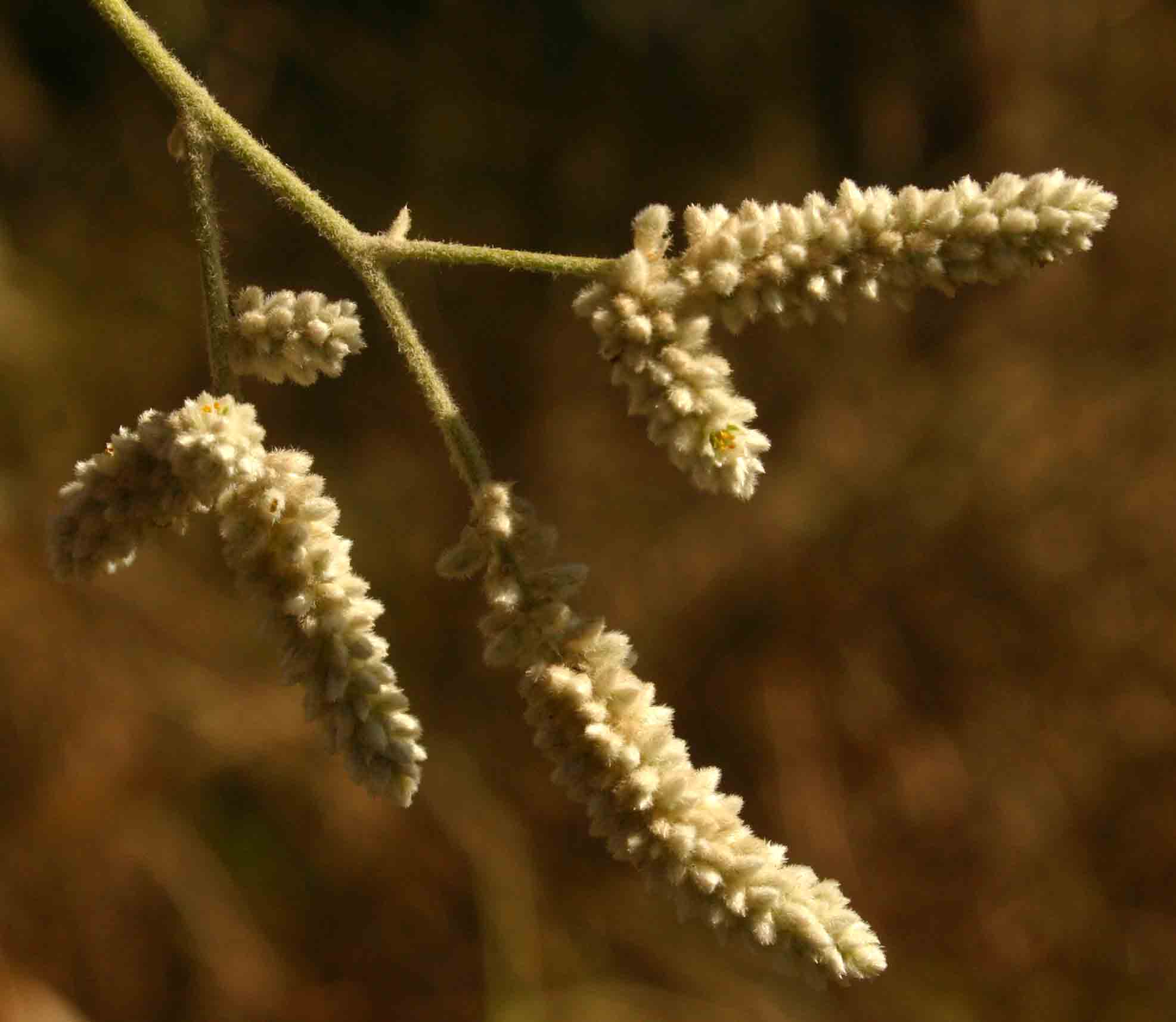 Aerva leucura