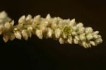 Aerva leucura