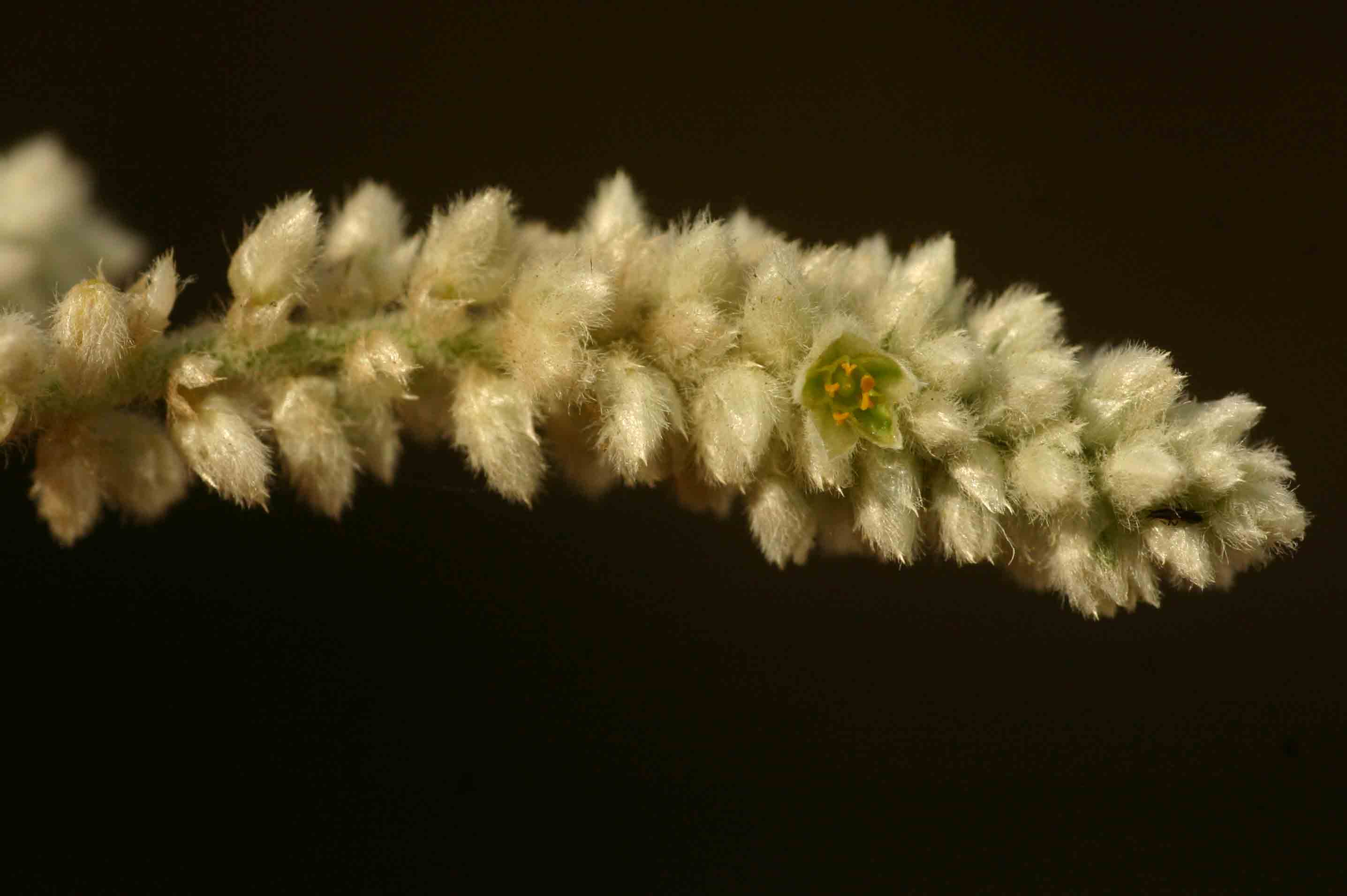Aerva leucura