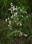 Aerva leucura