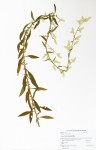 Aerva leucura