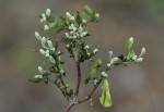 Nothosaerva brachiata