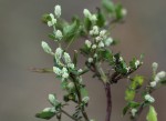 Nothosaerva brachiata