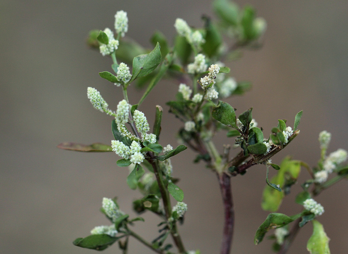 Nothosaerva brachiata