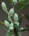 Nothosaerva brachiata