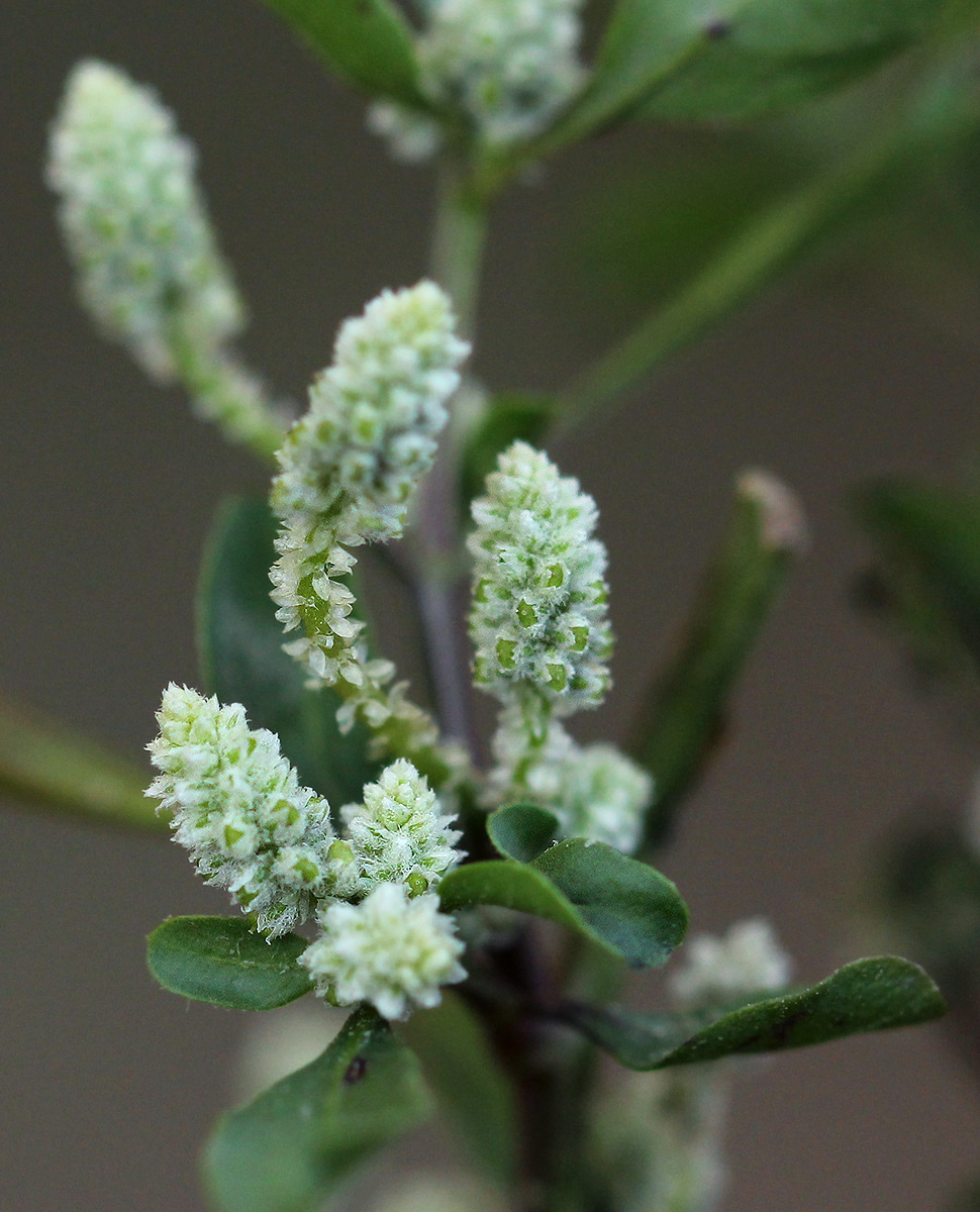 Nothosaerva brachiata