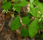 Psilotrichum scleranthum