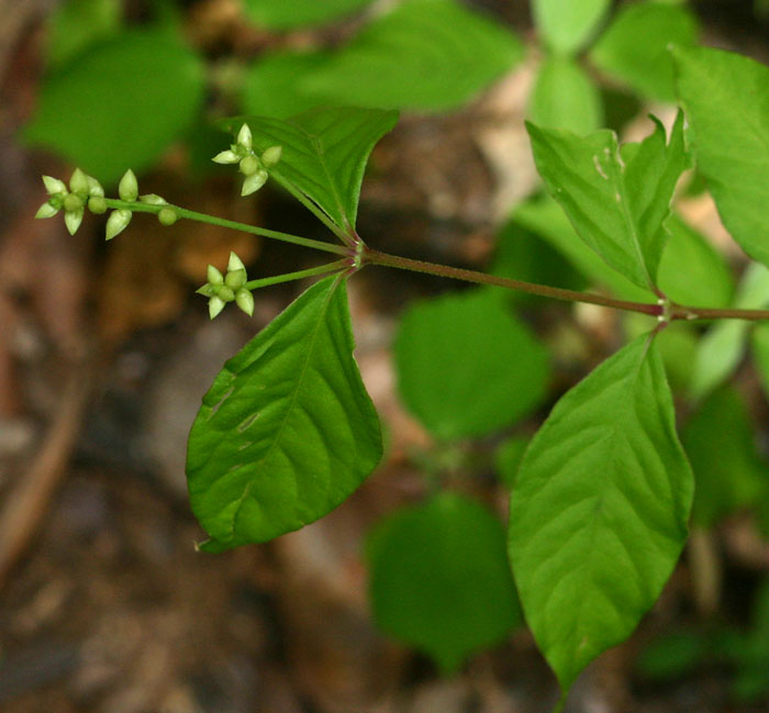 Psilotrichum scleranthum