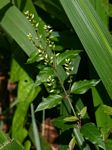 Psilotrichum scleranthum