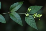 Psilotrichum scleranthum