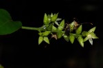 Psilotrichum scleranthum