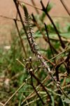 Achyranthes aspera var. pubescens