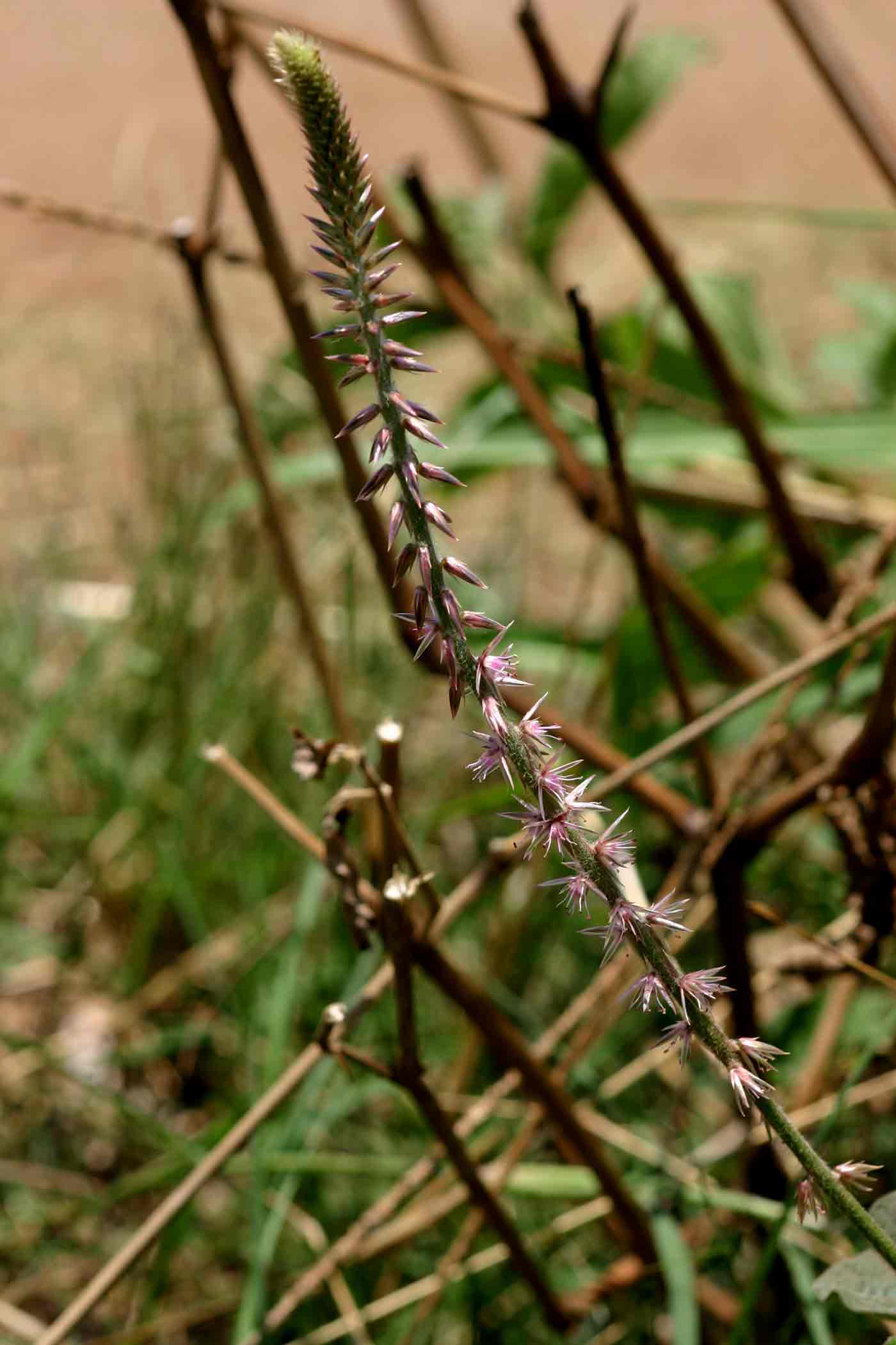 Achyranthes aspera var. pubescens