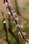 Achyranthes aspera var. pubescens