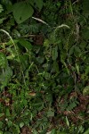 Achyranthes aspera var. pubescens