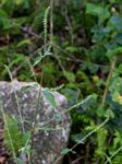 Achyranthes aspera var. sicula