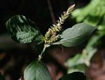 Achyranthes aspera var. sicula