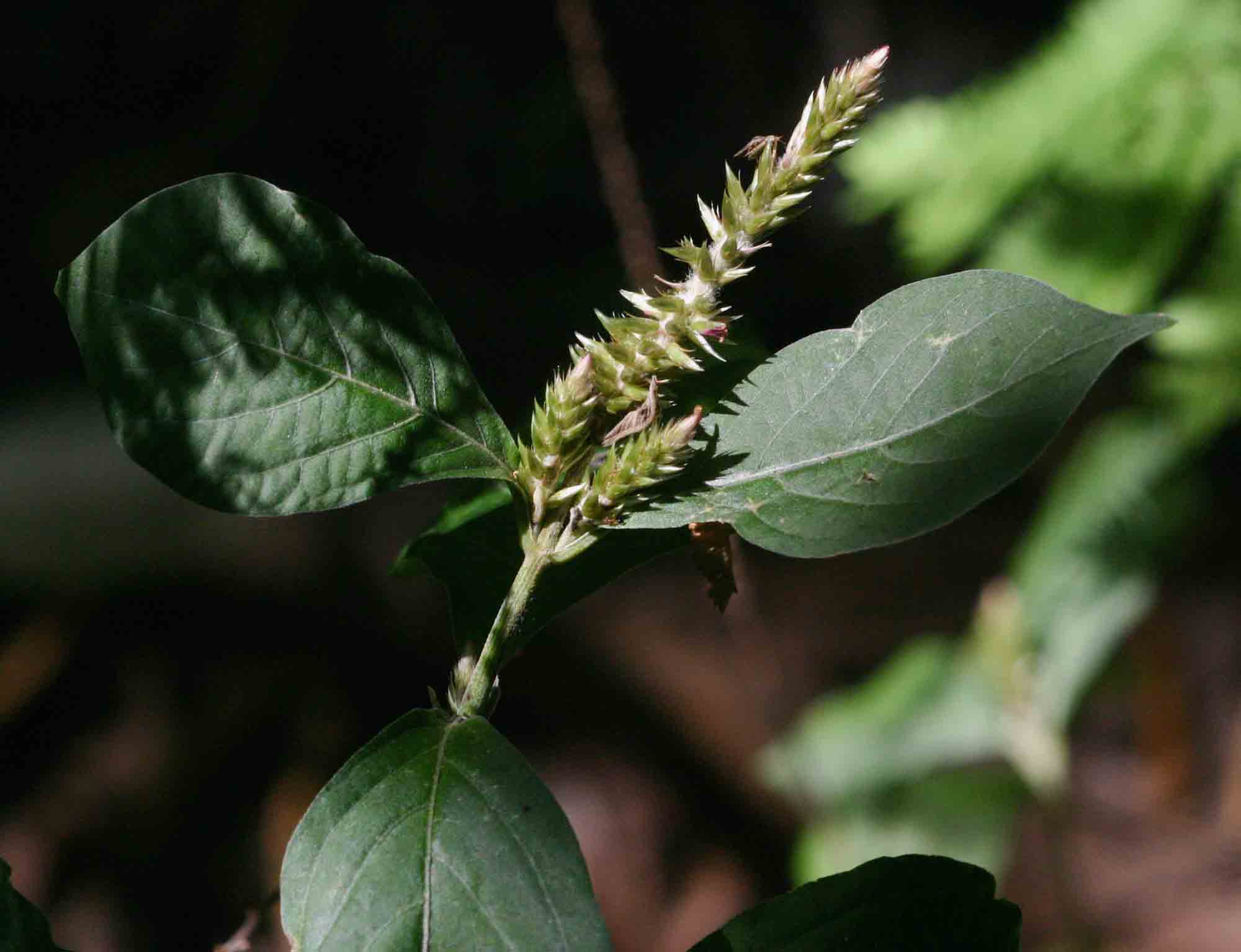 Achyranthes aspera var. sicula