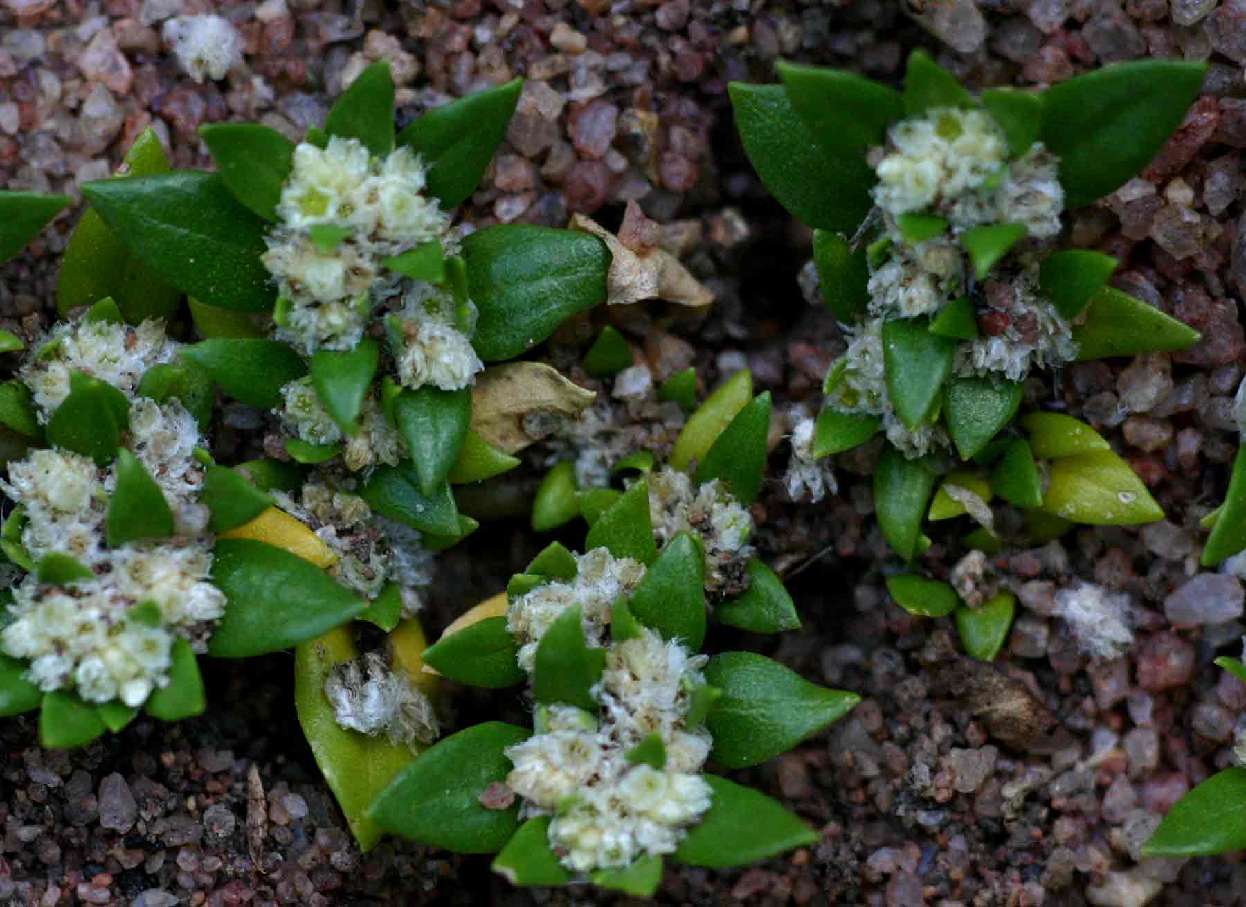 Guilleminea densa