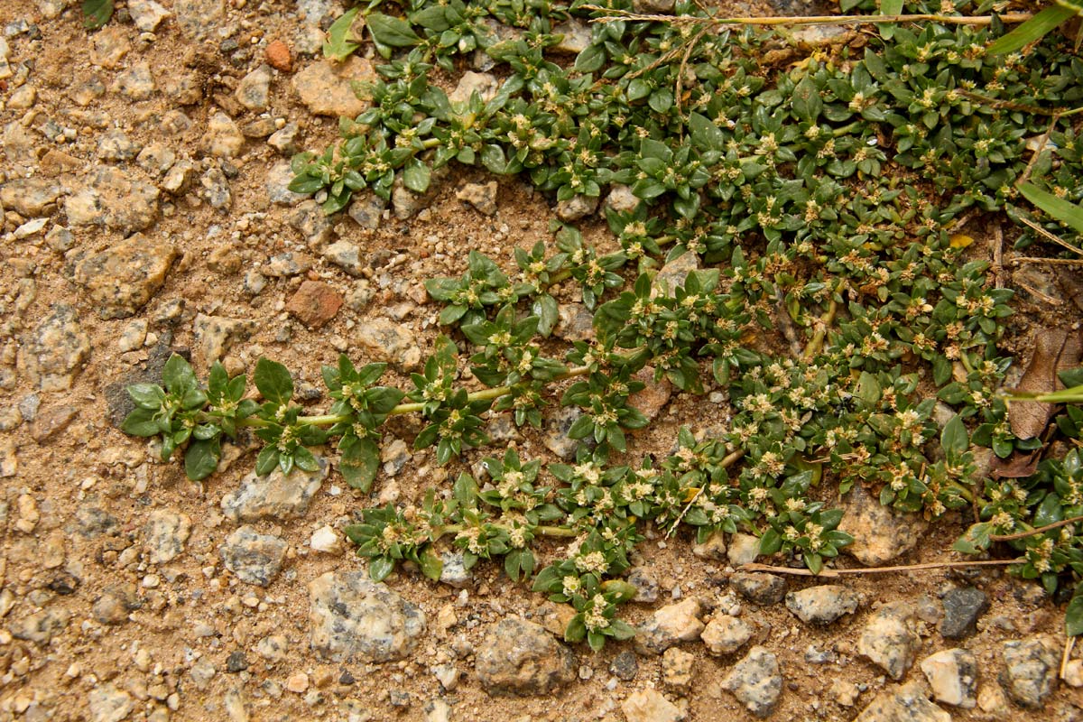 Guilleminea densa