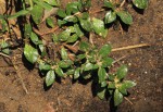 Guilleminea densa