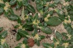 Guilleminea densa