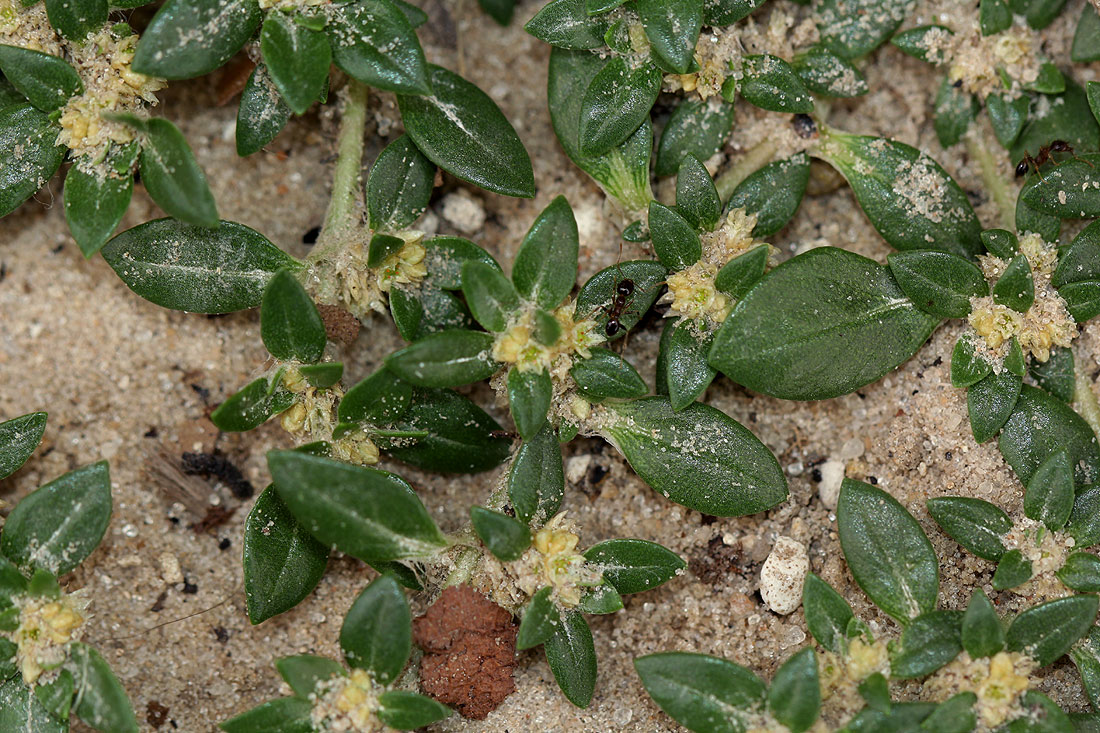Guilleminea densa