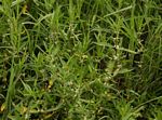 Alternanthera nodiflora