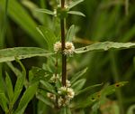 Alternanthera nodiflora