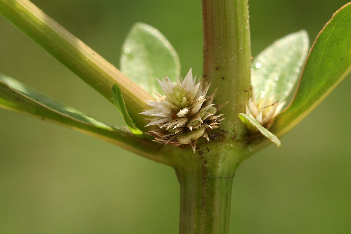 Alternanthera nodiflora