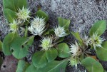 Alternanthera pungens