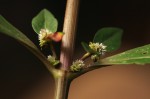 Alternanthera sessilis
