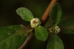 Alternanthera sessilis