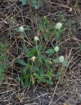 Gomphrena celosioides