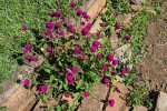 Gomphrena globosa