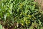 Mirabilis jalapa